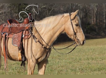 Kentucky Mountain Saddle Horse, Wałach, 11 lat, 142 cm, Izabelowata