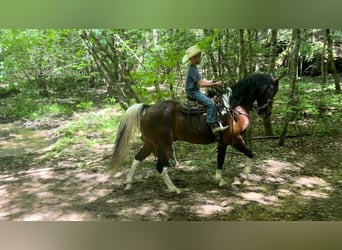 Kentucky Mountain Saddle Horse, Wałach, 11 lat, 152 cm, Gniada