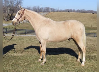 Kentucky Mountain Saddle Horse, Wałach, 11 lat, 157 cm, Izabelowata