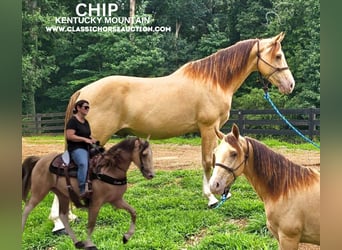 Kentucky Mountain Saddle Horse, Wałach, 12 lat, 142 cm, Szampańska