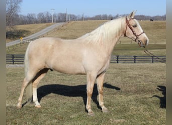 Kentucky Mountain Saddle Horse, Wałach, 13 lat, 157 cm, Izabelowata