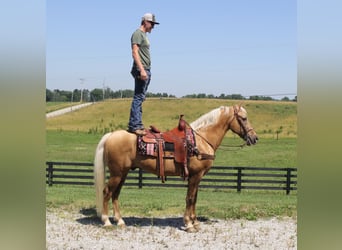Kentucky Mountain Saddle Horse, Wałach, 16 lat, Izabelowata