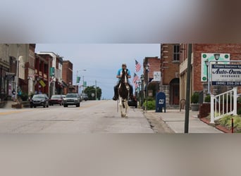 Kentucky Mountain Saddle Horse, Wałach, 5 lat, 160 cm, Tobiano wszelkich maści