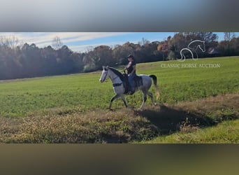 Kentucky Mountain Saddle Horse, Wałach, 7 lat, 152 cm, Siwa