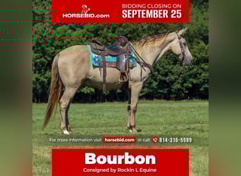 Kentucky Mountain Saddle Horse, Wałach, 7 lat, 160 cm, Szampańska