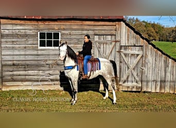 Kentucky Mountain Saddle Horse, Wałach, 8 lat, 152 cm, Siwa