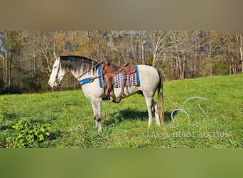 Kentucky Mountain Saddle Horse, Wałach, 8 lat, 152 cm, Siwa