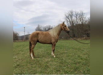 Kentucky Mountain Saddle Horse, Wallach, 10 Jahre, 137 cm, Palomino