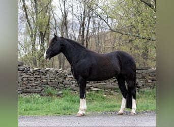 Kentucky Mountain Saddle Horse, Wallach, 10 Jahre, 145 cm, Rappe