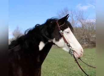 Kentucky Mountain Saddle Horse, Wallach, 10 Jahre, 147 cm, Tobiano-alle-Farben