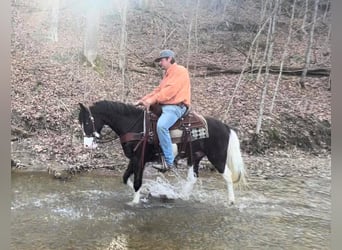 Kentucky Mountain Saddle Horse, Wallach, 10 Jahre, 147 cm, Tobiano-alle-Farben