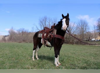 Kentucky Mountain Saddle Horse, Wallach, 10 Jahre, 147 cm, Tobiano-alle-Farben