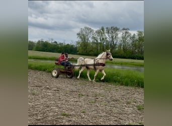 Kentucky Mountain Saddle Horse, Wallach, 10 Jahre, 152 cm, Palomino