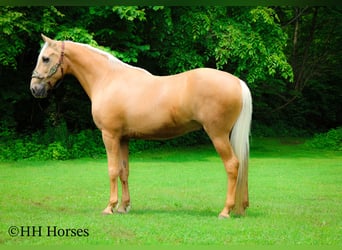 Kentucky Mountain Saddle Horse, Wallach, 10 Jahre, 152 cm, Palomino