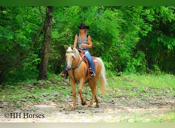 Kentucky Mountain Saddle Horse, Wallach, 10 Jahre, 152 cm, Palomino