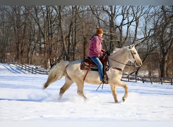 Kentucky Mountain Saddle Horse, Wallach, 10 Jahre, 155 cm, Palomino