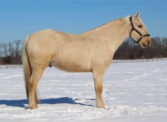 Kentucky Mountain Saddle Horse, Wallach, 10 Jahre, 155 cm, Palomino