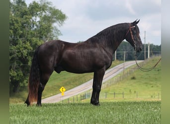 Kentucky Mountain Saddle Horse, Wallach, 10 Jahre, 155 cm, Rappe