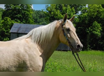 Kentucky Mountain Saddle Horse, Wallach, 10 Jahre, 163 cm, Palomino