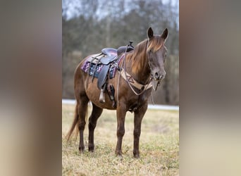 Kentucky Mountain Saddle Horse, Wallach, 10 Jahre, Brauner