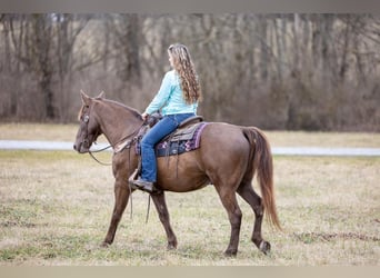 Kentucky Mountain Saddle Horse, Wallach, 10 Jahre, Brauner