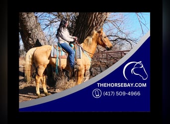 Kentucky Mountain Saddle Horse, Wallach, 10 Jahre, Palomino