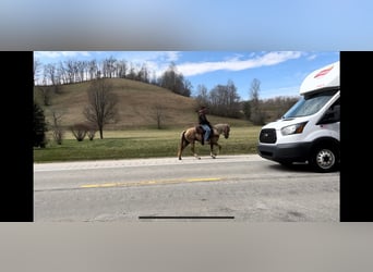 Kentucky Mountain Saddle Horse, Wallach, 11 Jahre, 137 cm, Palomino