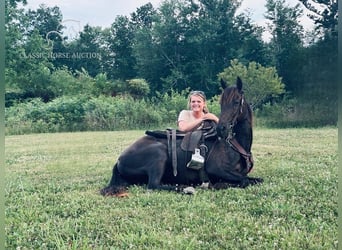 Kentucky Mountain Saddle Horse, Wallach, 11 Jahre, 142 cm, Rappe