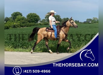 Kentucky Mountain Saddle Horse, Wallach, 11 Jahre, 150 cm, Buckskin