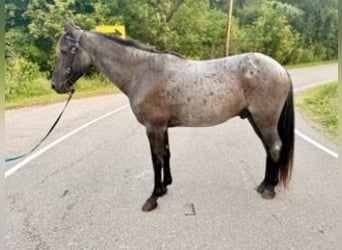 Kentucky Mountain Saddle Horse, Wallach, 11 Jahre, 152 cm, Roan-Blue