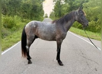 Kentucky Mountain Saddle Horse, Wallach, 11 Jahre, 152 cm, Roan-Blue