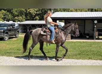 Kentucky Mountain Saddle Horse, Wallach, 11 Jahre, 152 cm, Roan-Blue