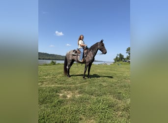 Kentucky Mountain Saddle Horse, Wallach, 11 Jahre, 152 cm, Roan-Blue