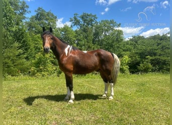 Kentucky Mountain Saddle Horse, Wallach, 11 Jahre, 152 cm, Rotbrauner
