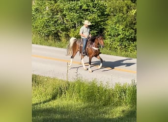 Kentucky Mountain Saddle Horse, Wallach, 11 Jahre, 152 cm, Rotbrauner