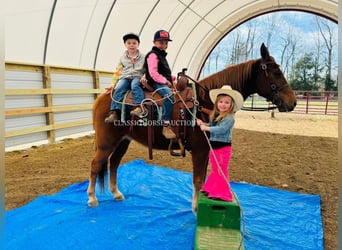 Kentucky Mountain Saddle Horse, Wallach, 11 Jahre, 152 cm, Rotfuchs