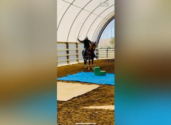 Kentucky Mountain Saddle Horse, Wallach, 11 Jahre, 152 cm, Rotfuchs