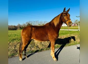 Kentucky Mountain Saddle Horse, Wallach, 11 Jahre, 152 cm, Rotfuchs