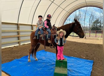 Kentucky Mountain Saddle Horse, Wallach, 11 Jahre, 152 cm, Rotfuchs