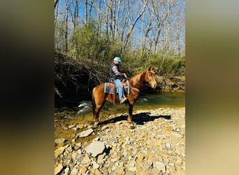 Kentucky Mountain Saddle Horse, Wallach, 11 Jahre, 152 cm, Rotfuchs