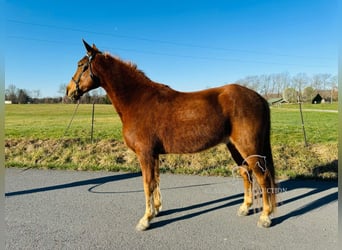 Kentucky Mountain Saddle Horse, Wallach, 11 Jahre, 152 cm, Rotfuchs