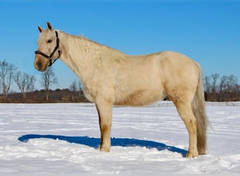 Kentucky Mountain Saddle Horse, Wallach, 11 Jahre, 155 cm, Palomino