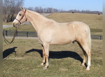 Kentucky Mountain Saddle Horse, Wallach, 11 Jahre, 157 cm, Palomino