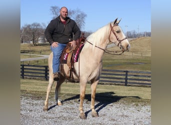 Kentucky Mountain Saddle Horse, Wallach, 11 Jahre, 157 cm, Palomino