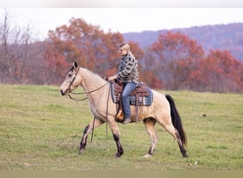 Kentucky Mountain Saddle Horse, Wallach, 11 Jahre, Buckskin
