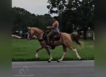 Kentucky Mountain Saddle Horse, Wallach, 12 Jahre, 142 cm, Champagne