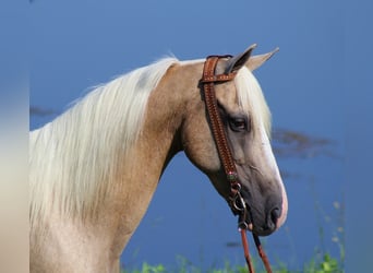Kentucky Mountain Saddle Horse, Wallach, 12 Jahre, 152 cm, Palomino
