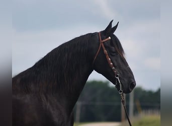 Kentucky Mountain Saddle Horse, Wallach, 12 Jahre, 155 cm, Rappe