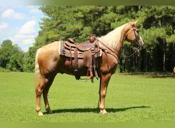 Kentucky Mountain Saddle Horse, Wallach, 12 Jahre, 157 cm, Palomino