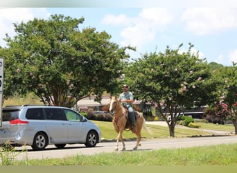Kentucky Mountain Saddle Horse, Wallach, 12 Jahre, 157 cm, Palomino